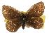  (Erebia occulta - EZ1188CNC)  @13 [ ] Unspecified (default): All Rights Reserved  Unspecified Unspecified