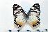  ( - BC-Basq1828)  @13 [ ] Unspecified (default): All Rights Reserved  Unspecified Unspecified