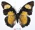  (Charaxes fournierae fournierae - BC-EV0569)  @14 [ ] Unspecified (default): All Rights Reserved  Unspecified Unspecified