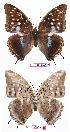  ( - BC-EV0641)  @13 [ ] Unspecified (default): All Rights Reserved  Unspecified Unspecified