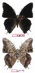  ( - BC-EV0653)  @13 [ ] Unspecified (default): All Rights Reserved  Unspecified Unspecified