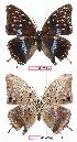  ( - BC-EV0656)  @13 [ ] Unspecified (default): All Rights Reserved  Unspecified Unspecified