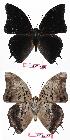  ( - BC-EV0664)  @13 [ ] Unspecified (default): All Rights Reserved  Unspecified Unspecified