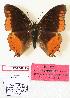  (Charaxes anticlea mwera - BC-EV0815)  @13 [ ] Unspecified (default): All Rights Reserved  Unspecified Unspecified