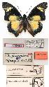  (Charaxes fournierae vandeberghei - BC-EV0831)  @13 [ ] Unspecified (default): All Rights Reserved  Unspecified Unspecified