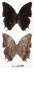  ( - BC-EV0850)  @13 [ ] Unspecified (default): All Rights Reserved  Unspecified Unspecified