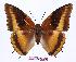 ( - BC-EV0946)  @15 [ ] Unspecified (default): All Rights Reserved  Unspecified Unspecified