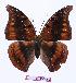  ( - BC-EV0950)  @13 [ ] Unspecified (default): All Rights Reserved  Unspecified Unspecified