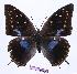  (Charaxes imperialis albipunctatus - BC-EV0965)  @14 [ ] Unspecified (default): All Rights Reserved  Unspecified Unspecified