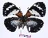 (Euxanthe trajanus vansomereni - BC-EV0993)  @13 [ ] Unspecified (default): All Rights Reserved  Unspecified Unspecified