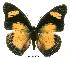  (Charaxes fournierae vandenberghei - BC-EV0020)  @14 [ ] Unspecified (default): All Rights Reserved  Unspecified Unspecified