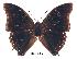  ( - BC-EV0195)  @13 [ ] Unspecified (default): All Rights Reserved  Unspecified Unspecified