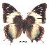  ( - BC-EV0267)  @13 [ ] Unspecified (default): All Rights Reserved  Unspecified Unspecified
