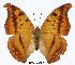  ( - BC-EV0307)  @13 [ ] Unspecified (default): All Rights Reserved  Unspecified Unspecified