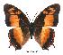 (Charaxes anticlea adusta - BC-EV0350)  @14 [ ] Unspecified (default): All Rights Reserved  Unspecified Unspecified