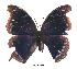 ( - BC-EV0377)  @13 [ ] Unspecified (default): All Rights Reserved  Unspecified Unspecified
