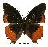  (Charaxes anticlea proadusta - BC-EV0428)  @13 [ ] Unspecified (default): All Rights Reserved  Unspecified Unspecified