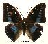  (Charaxes imperialis paulinus - BC-EV0448)  @13 [ ] Unspecified (default): All Rights Reserved  Unspecified Unspecified