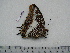  ( - BC-Turl-0316)  @12 [ ] Unspecified (default): All Rights Reserved  Unspecified Unspecified