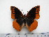  ( - BC-Turl-0365)  @14 [ ] Unspecified (default): All Rights Reserved  Unspecified Unspecified