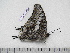  ( - BC-Turl-0368)  @13 [ ] Unspecified (default): All Rights Reserved  Unspecified Unspecified