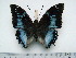  (Charaxes smaragdalis butleri - BC-Turl-0434)  @14 [ ] Unspecified (default): All Rights Reserved  Unspecified Unspecified
