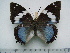 (Charaxes smaragdalis allardi - BC-Turl-0435)  @13 [ ] Unspecified (default): All Rights Reserved  Unspecified Unspecified