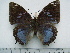  (Charaxes smaragdalis caerulea - BC-Turl-0437)  @13 [ ] Unspecified (default): All Rights Reserved  Unspecified Unspecified