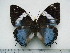  (Charaxes smaragdalis elgonae - BC-Turl-0438)  @14 [ ] Unspecified (default): All Rights Reserved  Unspecified Unspecified
