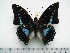  (Charaxes imperialis imperialis - BC-Turl-0441)  @14 [ ] Unspecified (default): All Rights Reserved  Unspecified Unspecified