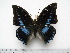  (Charaxes imperialis werneri - BC-Turl-0443)  @14 [ ] Unspecified (default): All Rights Reserved  Unspecified Unspecified