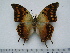  ( - BC-Turl-0455)  @12 [ ] Unspecified (default): All Rights Reserved  Unspecified Unspecified