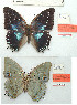  (Charaxes imperialis dargei - BC-EV1139)  @11 [ ] Unspecified (default): All Rights Reserved  Unspecified Unspecified