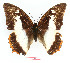  ( - BC-EV1183)  @11 [ ] Unspecified (default): All Rights Reserved  Unspecified Unspecified