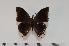  ( - BC-Turl -0094)  @13 [ ] Unspecified (default): All Rights Reserved  Unspecified Unspecified