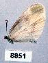  (Leptidea sinapsis - CSG08851)  @13 [ ] Unspecified (default): All Rights Reserved  Unspecified Unspecified