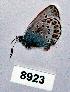  (Plebejus artaxerxes - CSG08923)  @12 [ ] Unspecified (default): All Rights Reserved  Unspecified Unspecified