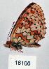  ( - CSG16100)  @12 [ ] Unspecified (default): All Rights Reserved  Unspecified Unspecified