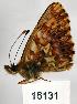  ( - CSG16131)  @14 [ ] Unspecified (default): All Rights Reserved  Unspecified Unspecified