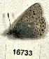  (Polyommatus kamtshadalis - CSG16733)  @13 [ ] Unspecified (default): All Rights Reserved  Unspecified Unspecified