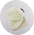  (Pseudopontia paradoxa - GVW-09-10012)  @13 [ ] Unspecified (default): All Rights Reserved  Unspecified Unspecified