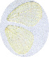  (Pseudopontia zambezi - SC-01-T383)  @12 [ ] Unspecified (default): All Rights Reserved  Unspecified Unspecified