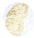  (Pseudopontia gola - SC-08-SL01)  @13 [ ] Unspecified (default): All Rights Reserved  Unspecified Unspecified