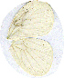  (Pseudopontia gola - SS-08-SL05)  @13 [ ] Unspecified (default): All Rights Reserved  Unspecified Unspecified