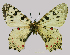  (Zerynthia cerisy - RVcoll.07-D031)  @12 [ ] Copyright (2010) Unspecified Institute of Evolutionary Biology