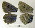  ( - RVcoll.08-M307)  @12 [ ] Copyright (2010) Unspecified Institute of Evolutionary Biology