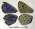  ( - RVcoll.08-M337)  @12 [ ] Copyright (2010) Unspecified Institute of Evolutionary Biology