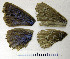  ( - RVcoll.08-M566)  @12 [ ] Copyright (2010) Unspecified Institute of Evolutionary Biology