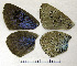  ( - RVcoll.08-M634)  @12 [ ] Copyright (2010) Unspecified Institute of Evolutionary Biology