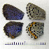  ( - RVcoll.06-K584)  @13 [ ] Copyright (2010) Unspecified Institute of Evolutionary Biology